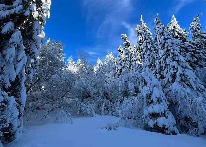 Arboro Gardens E50 * ボロヴェッツ